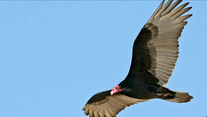 NextImg:Vultures Circling: Bearish Bets Against REITs Soar As CRE Meltdown Risks Mount