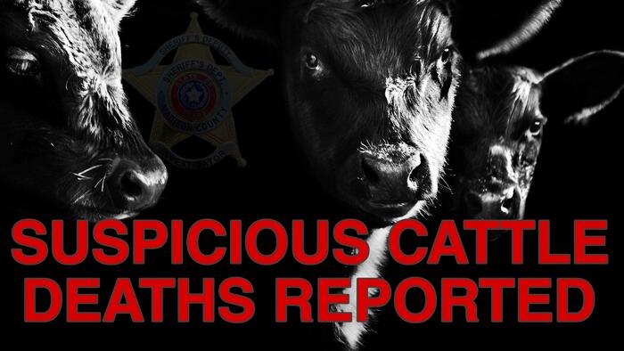 NextImg:'X-Files-Like Mystery' In Texas As Cattle Found Dead With Missing Tongues