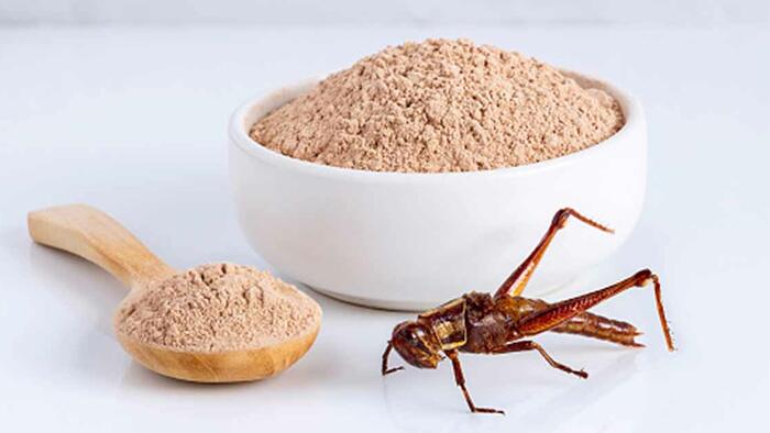 NextImg:Polish MP Proposes "Anti-Bug Law" To Require Labels On Insect-Containing Foods