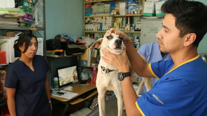 NextImg:American Pet Owners Turn To Vets In Mexico For Affordable Care
