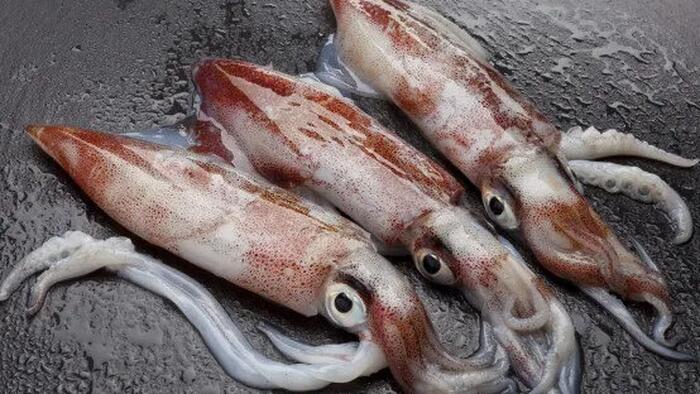 NextImg:A Hair's Breath From A Damp Squid
