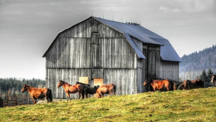 NextImg:Peter Schiff: Every Country Has Let The Inflation Horses Out Of The Barn