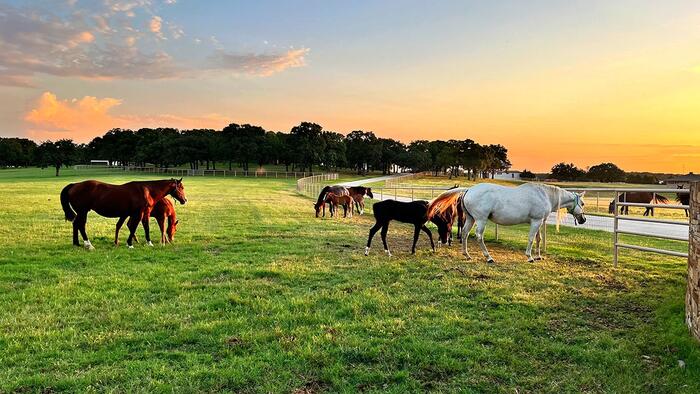 NextImg:Texas Senate Passes Legislation Banning 'Hostile Foreign Nations' From Buying Farmland