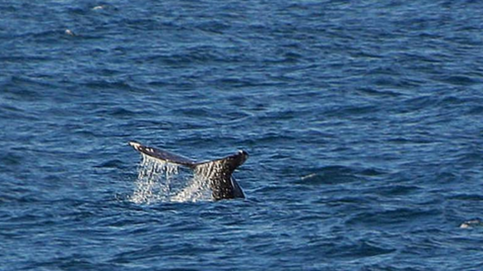 NextImg:Whales And Offshore Wind: The Verdict Was In Before The Coroner's Report