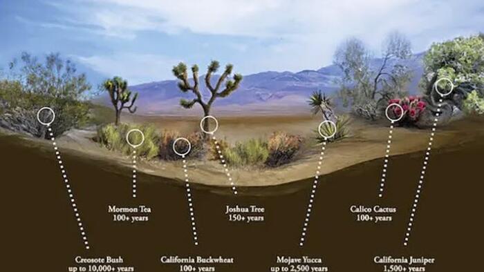 NextImg:Biden's Solar Push Is Destroying The Desert And Releasing Stored Carbon