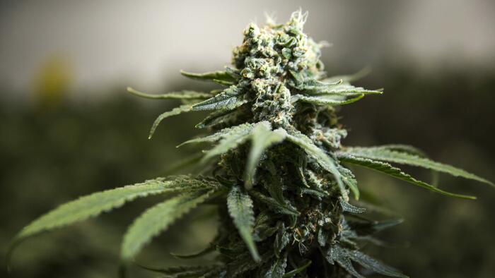 NextImg:Despite Denials, Experts Say Fentanyl-Laced Marijuana Is A Growing Problem