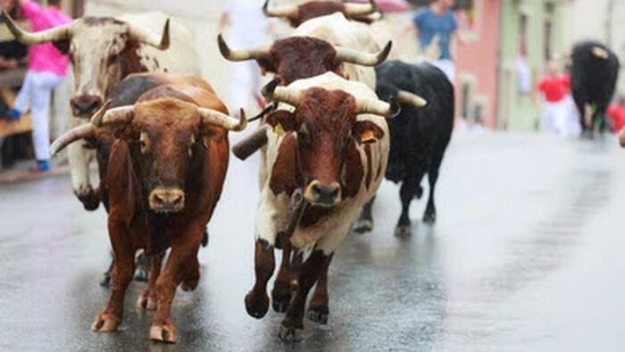 NextImg:Why Are The Bulls Dancing In The Street