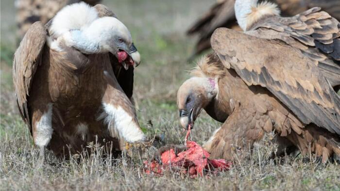 NextImg:Keep Calm And Carrion