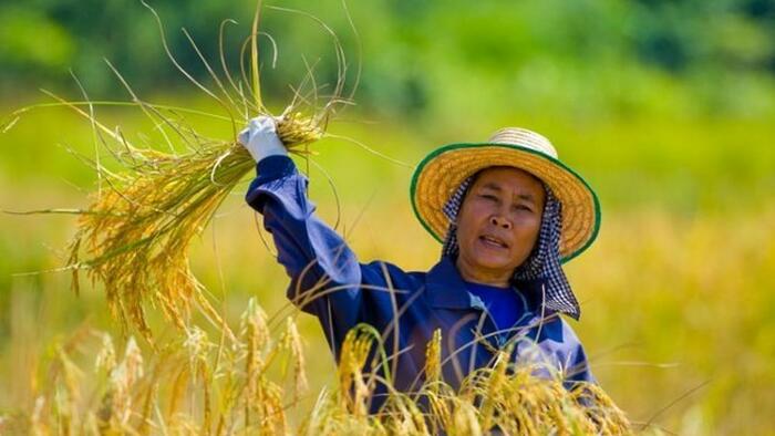 NextImg:Thai Rice Crop In Crosshairs Of El Nino As Farmers Are Warned About Water Shortages