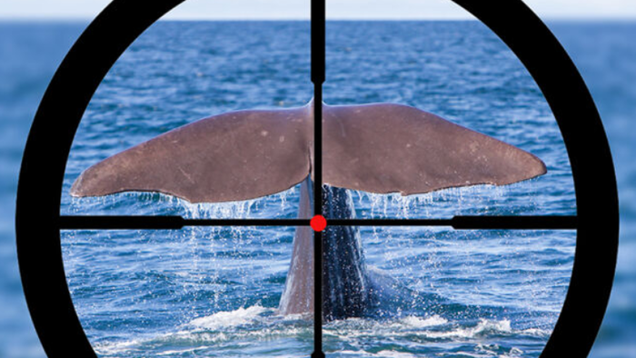 "Kill The Whales!" - Vimarsana News