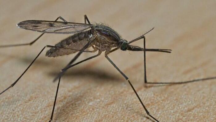 NextImg:Florida Issues Statewide Emergency Malaria Alert