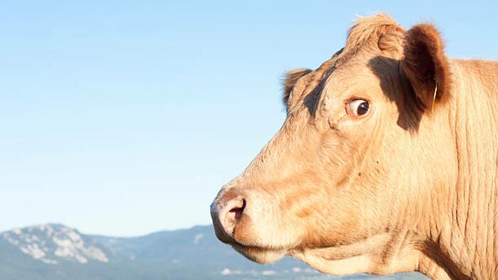 NextImg:Ireland Mulls Over Plan To Kill 200,000 Cows To Fight Climate Change