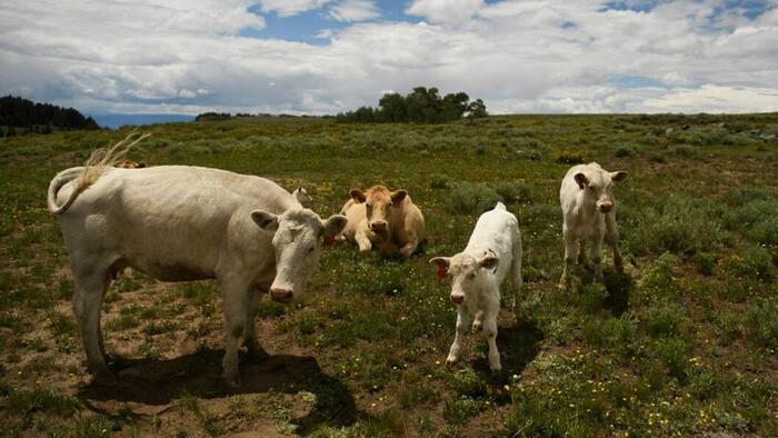 NextImg:Irish Farmers Raise Alarm Over Government's Proposal To Kill Off 200,000 Cows