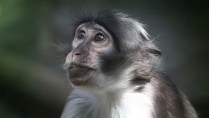 NextImg:CDC Warns that Pride Events Could Spawn Massive Monkeypox Outbreak