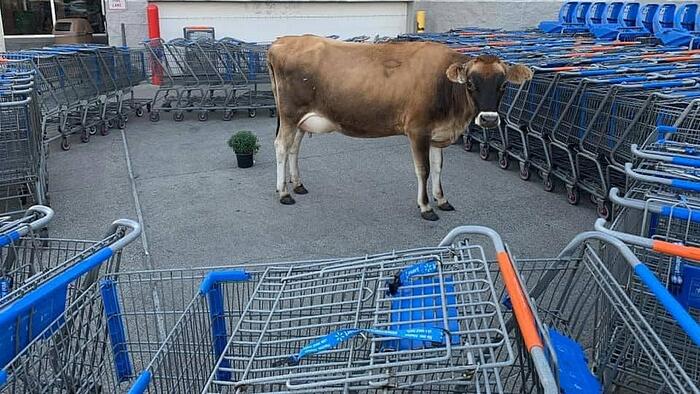 NextImg:Walmart Builds New Beef Plant To Bolster Meat Supply Chain