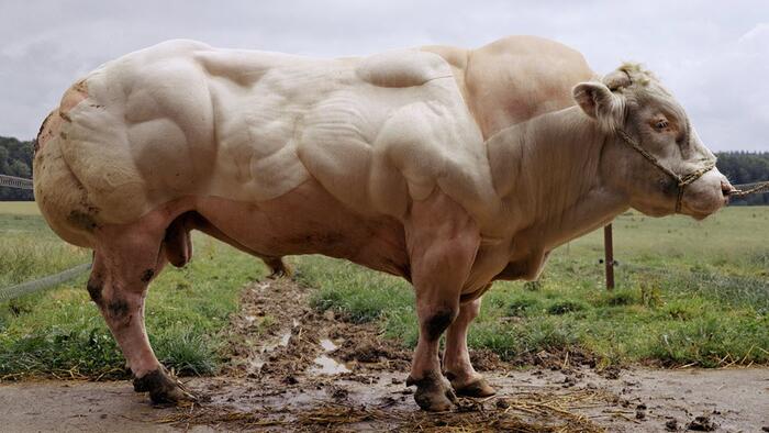 NextImg:Sizing Up The Bullish Zeitgeist
