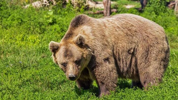 NextImg:Peter Schiff: Bond Bear Will Maul Stocks And The Dollar