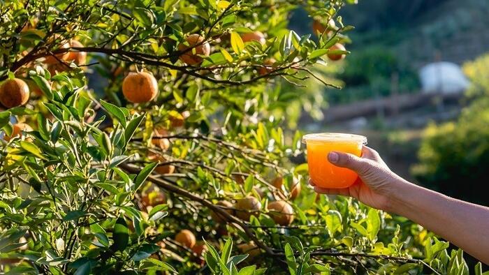 NextImg:So Long Florida. US Consumers Drink More OJ From Brazil Than Ever