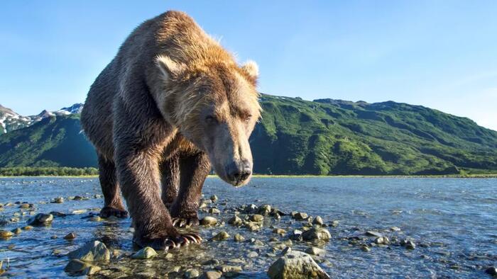 NextImg:Woman Found Dead After Grizzly Bear Encounter Near Yellowstone
