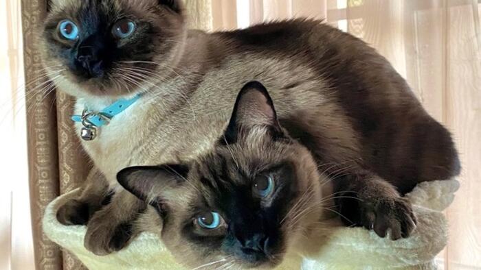 NextImg:Access To Pet Cloning Growing Worldwide Despite High Costs, Skepticism