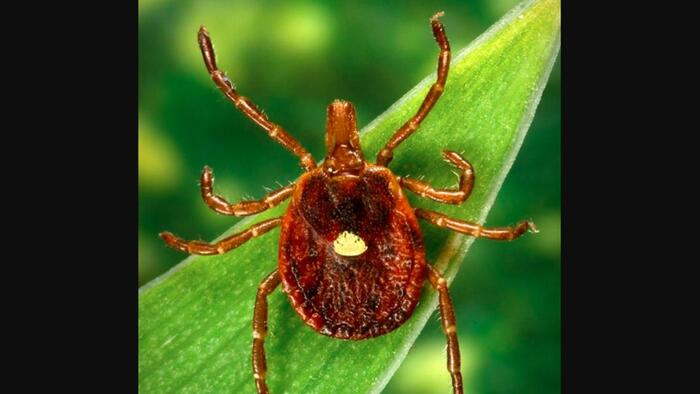 NextImg:CDC Warns Red Meat Allergy Caused By Ticks An 'Emerging Public Health Concern'