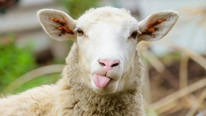 The Fatal Error Of Sheep - Vimarsana News