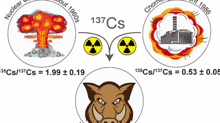 NextImg:Radioactive Wild Boar Roam Central Europe