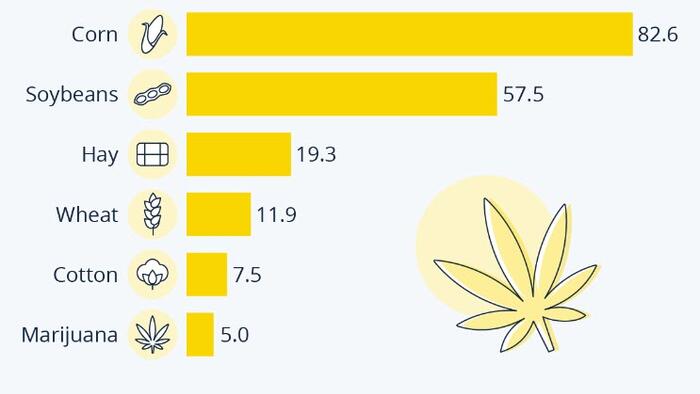 NextImg:Marijuana Is the Sixth Biggest Cash Crop In The US