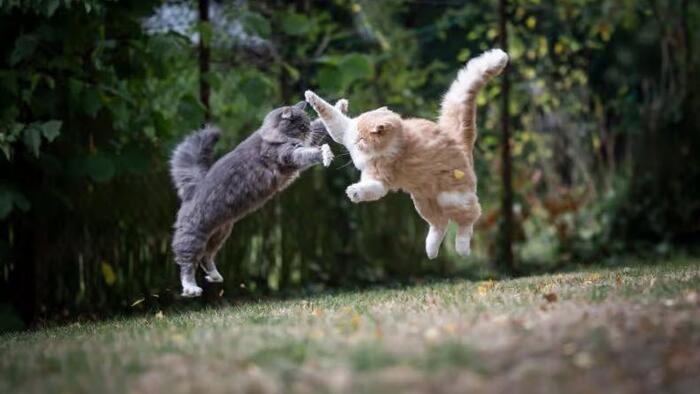 NextImg:The Delights Of The Pfizer/Moderna Catfight