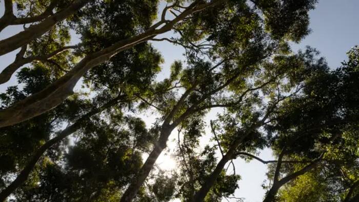NextImg:California Awarded $100 Million From Fed To Plant Trees To Combat Extreme Heat