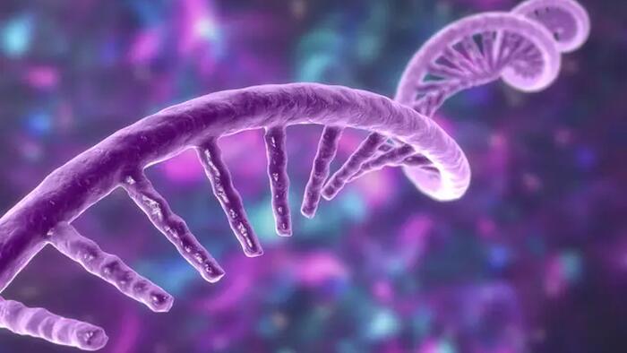 NextImg:Meat From Animals Vaccinated With mRNA Vaccines May Soon Make Its Way Into The US Food Supply