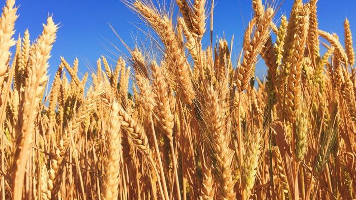 NextImg:Wheat Prices Record Most Consecutive Quarterly Declines Since GFC Meltdown
