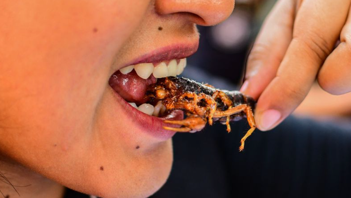 NextImg:Bloomberg Pushes Climate Doom As Reason Why You Must Eat Bugs