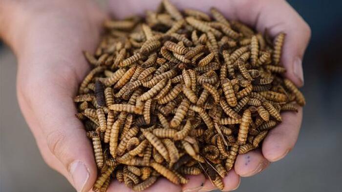 NextImg:Meat-Giant Tyson Foods Reveals New Insect Plant In 2025