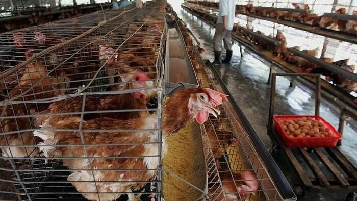 NextImg:H3N8 Avian Flu Virus Has Strong Transmission Potential With Risk Of Major Outbreak