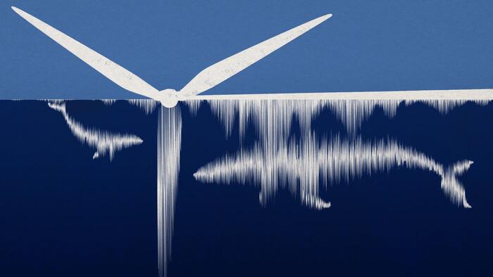 NextImg:Are Wind Turbines Killing These 100,000 Pound Mammals?