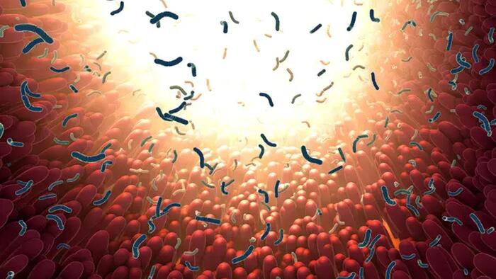 NextImg:How COVID Vaccine Could Harm Your Gut, Leading To Brain Fog And Autoimmune Disease
