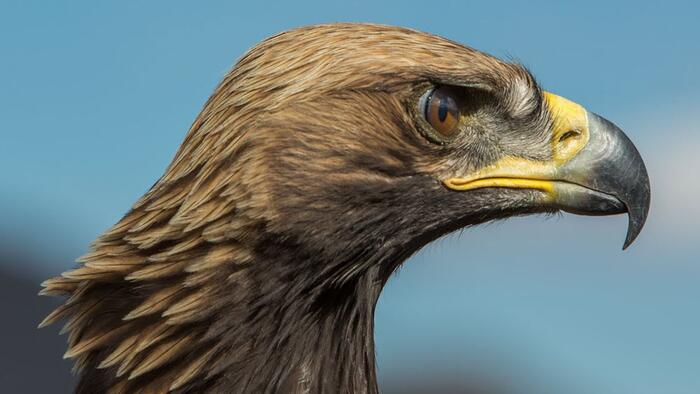 American Eagles - Vimarsana News