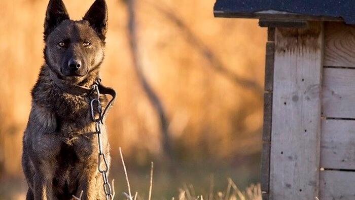 Davos, Trust, & The End Of "Comfortable Wolves" - Vimarsana News