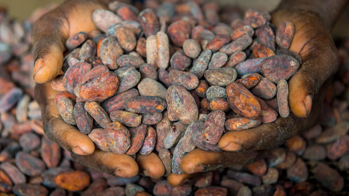 NextImg:"Confronting The Inevitable Chocolate Crisis" - Charting The Chaos In Cocoa Markets