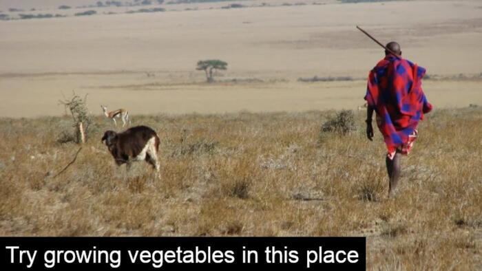 NextImg:Climate Dieticians Push Americans To Cut Beef For The Sake Of The Planet