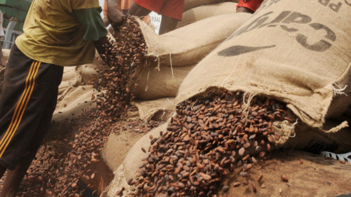 NextImg:Cocoa Panic? World's Largest Chocolatier Plans 19% Workforce Cut As Prices Hit Record Highs