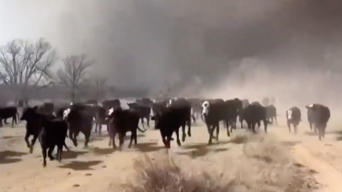 NextImg:"Everything Is Gone": Texas Wildfire Ravages America's Cattle-Mecca