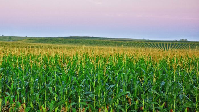 NextImg:Corn Drops To 3-Year Low As Supplies Expected To Surge To 1987 Levels