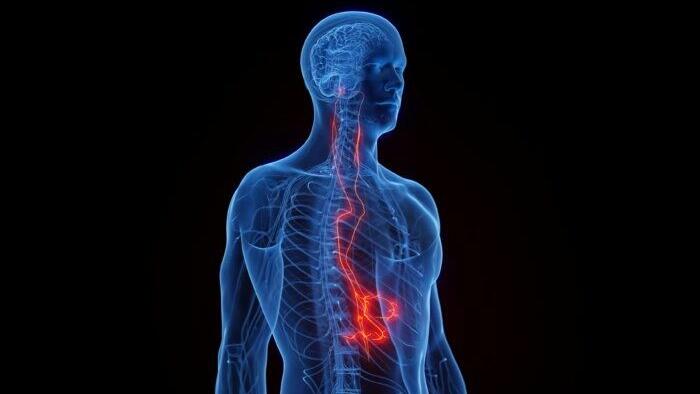 NextImg:Cases Of Debilitating POTS Condition Rise After COVID-19, But New Research Points To Possible Treatment