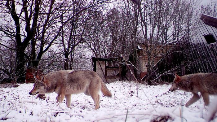 NextImg:Mutant Wolves Of Chernobyl Appear To Be Resistant To Cancer