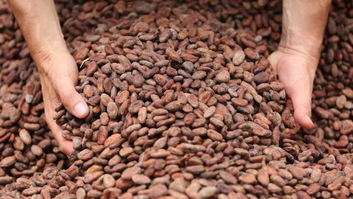 NextImg:Cocoa Hyperinflation Strikes Before Easter, Prices Surge To New Record High