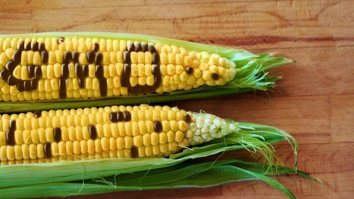 NextImg:Mexico "Still Hasn't Seen Science" From US Proving Genetically Modified Corn Is Safe