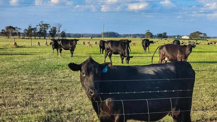 NextImg:Cattle-Tracking Provision That May Limit Beef Supply Passed In Omnibus Bill