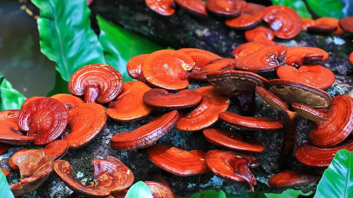 NextImg:Medicinal Mushrooms: Cordyceps, Reishi, And Lion’s Mane